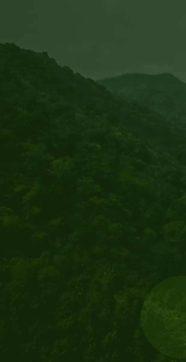 Mata verde da região — compromisso da DDJet com o meio ambiente
